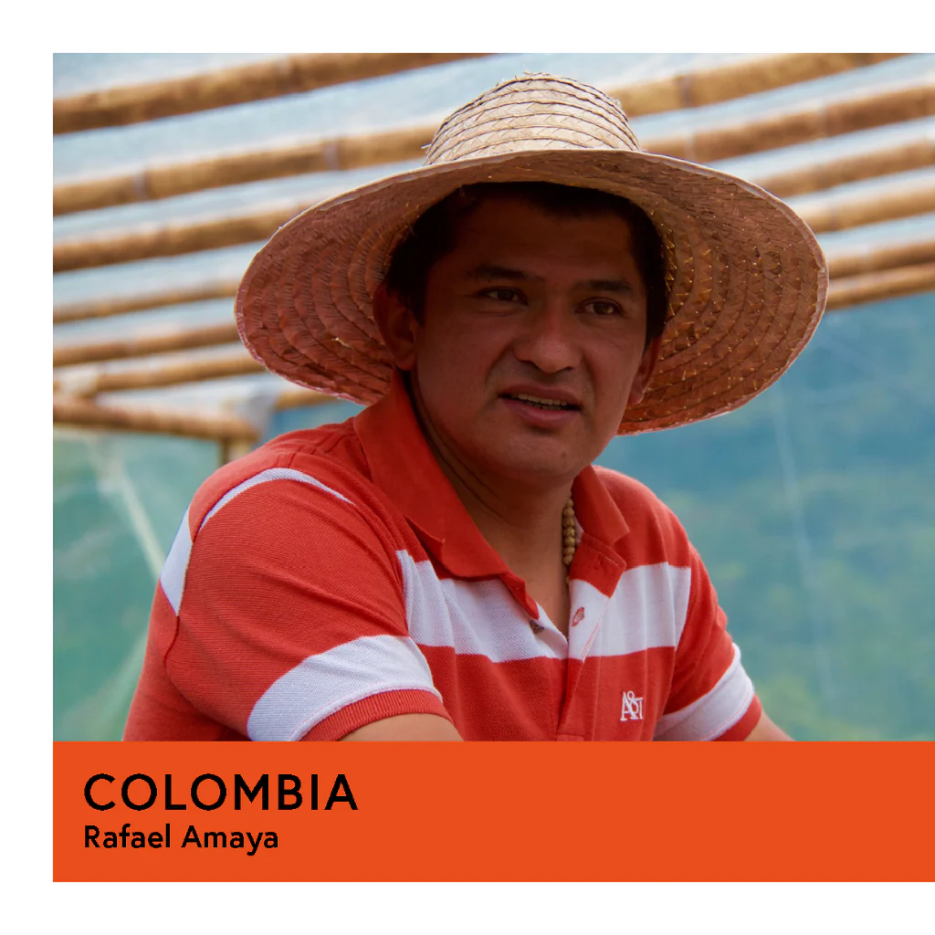 Colombia | Rafael Amaya | Caturra | Anaerobic Washed 180hr | Filter | 250g - Image 2