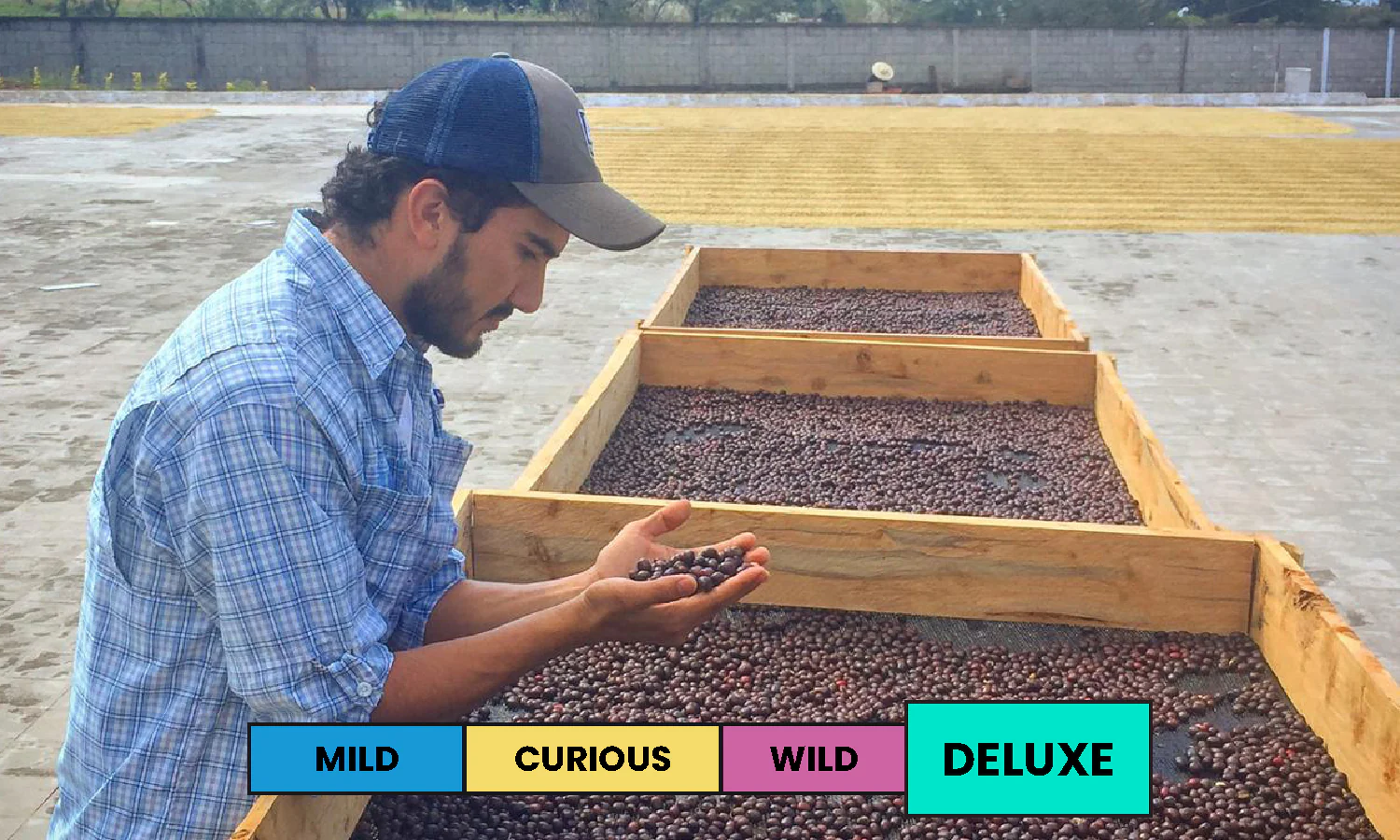 Guatemala | El Carmen | Pacamara | Natural | Filter | 100g - Image 2