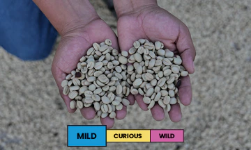Guatemala | El Mirador | Caturra & Pache | Washed | Filter | 250g - Image 2