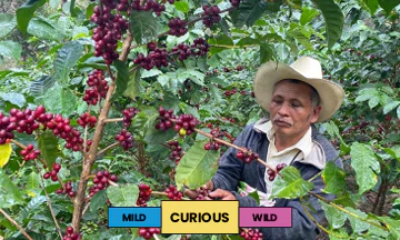 Guatemala | El Morito | Caturra & Catuai | Washed | 250g - Image 2