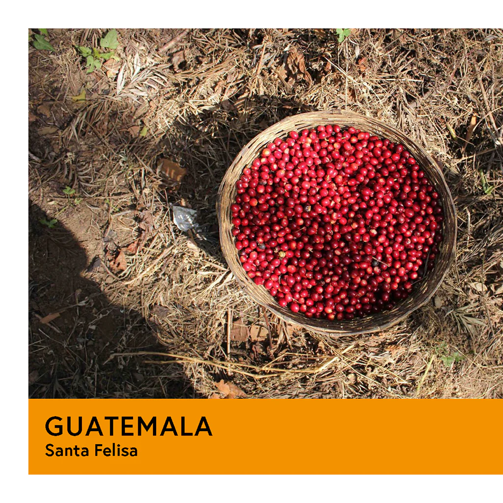 Guatemala | Santa Felisa | African Geisha | Washed Dbl Soak | Filter | 100g - Image 2