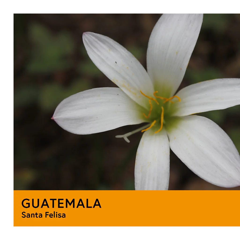 Guatemala | Santa Felisa | SL28 | Orange Honey | Filter | 100g - Image 2
