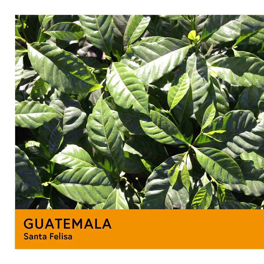 Guatemala | Santa Felisa | Yellow Catuai | Natural | Filter | 250g - Image 2