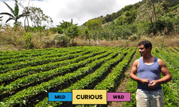 Honduras | Javier Fernandez | Bourbon | Anaerobic Washed | Espresso | 250g - Image 2
