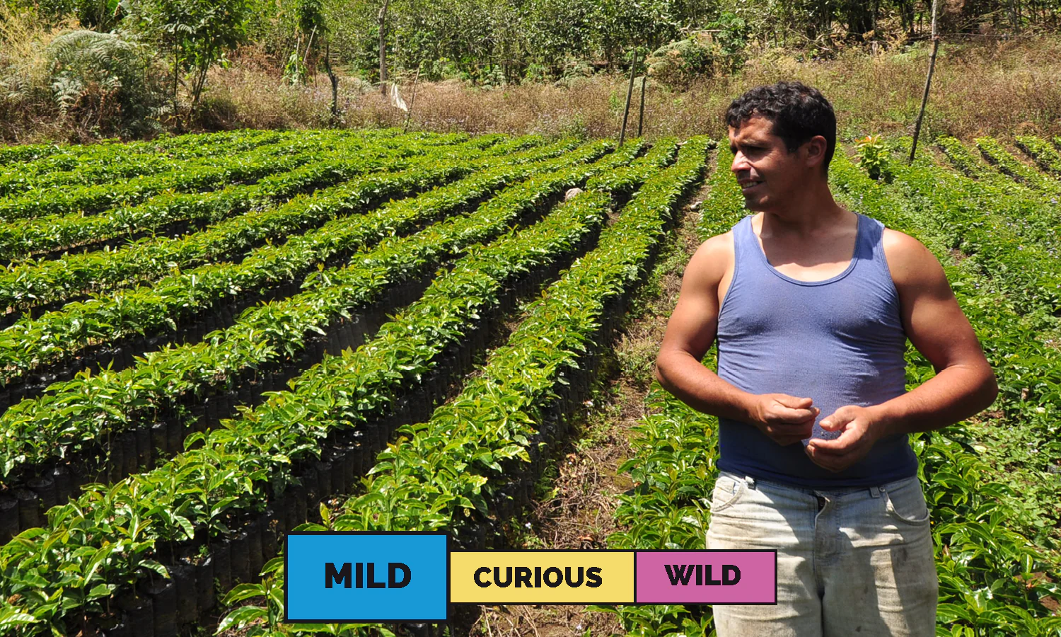 Honduras | Javier Fernandez | Catuai | Washed | Espresso | 250g - Image 3