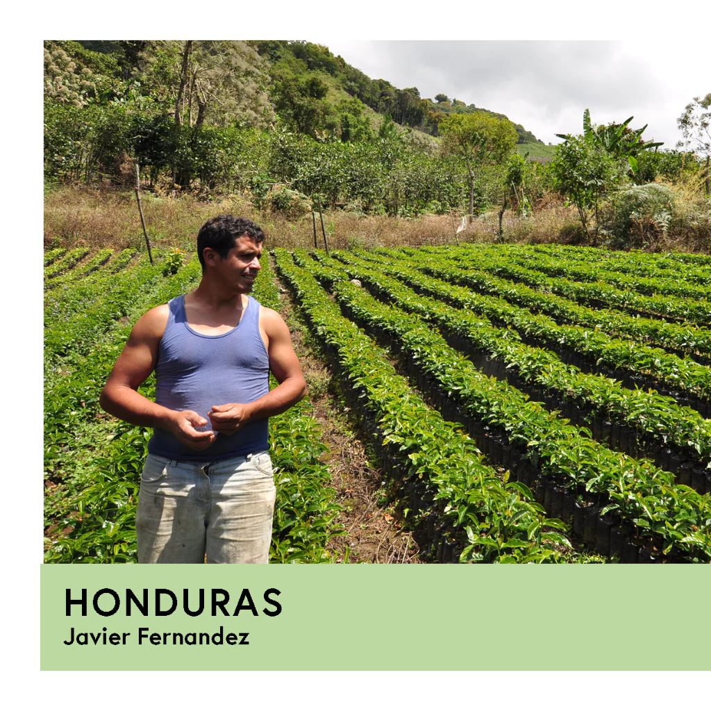 Honduras | Javier Fernandez | Parainema | Washed | Filter | 250g - Image 2