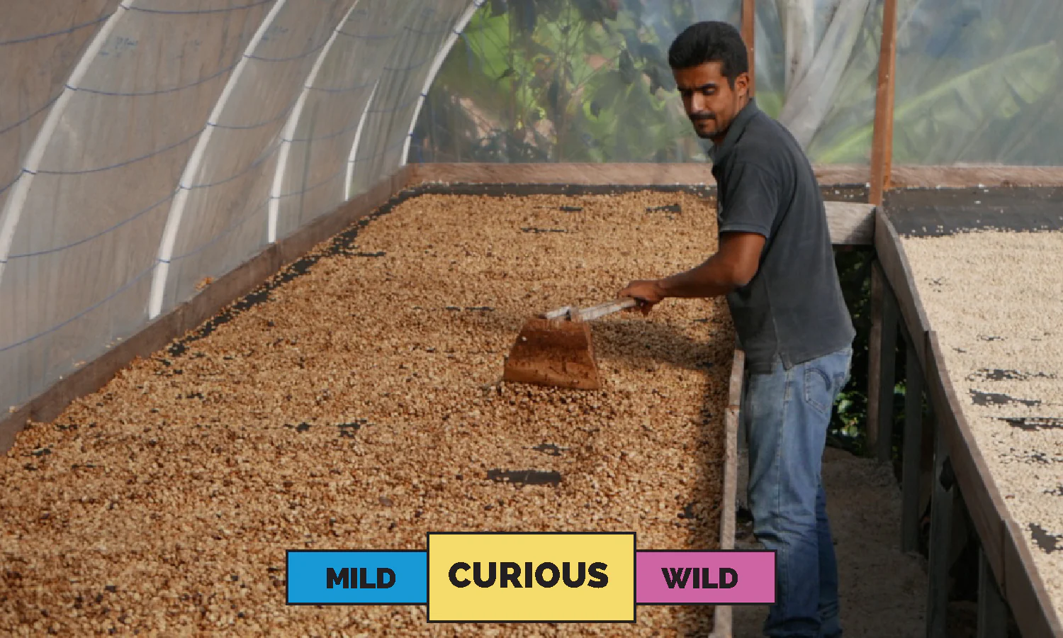 Honduras | Nahun Fernandez | Parainema | Honey | Espresso | 250g - Image 3