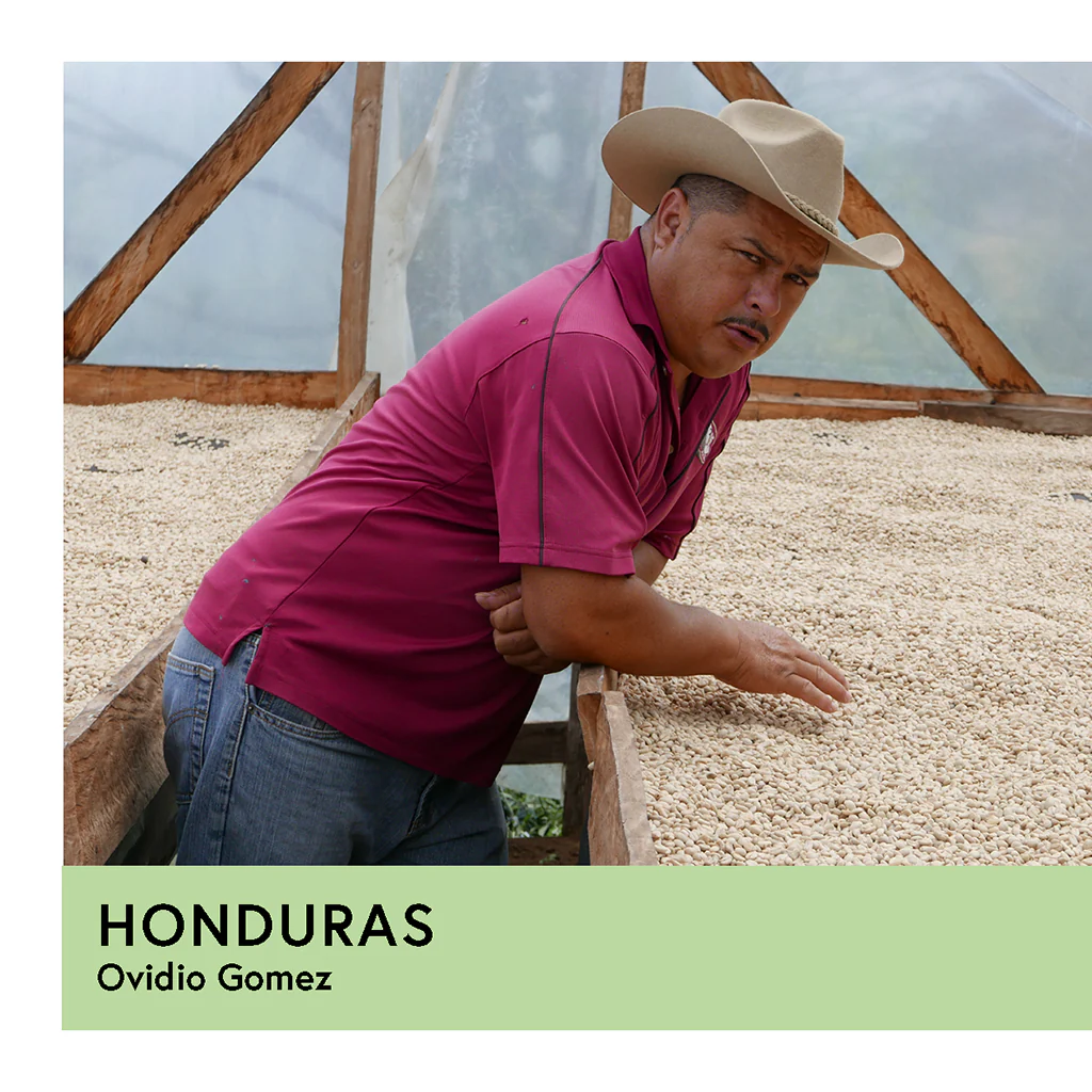 Honduras | Ovidio Gomez | Parainema | Honey | Filter | 250g - Image 2