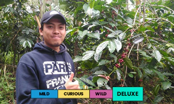 Indonesia | Ijen Lestari COE #4 | USDA | Natural | Filter | 100g - Image 2