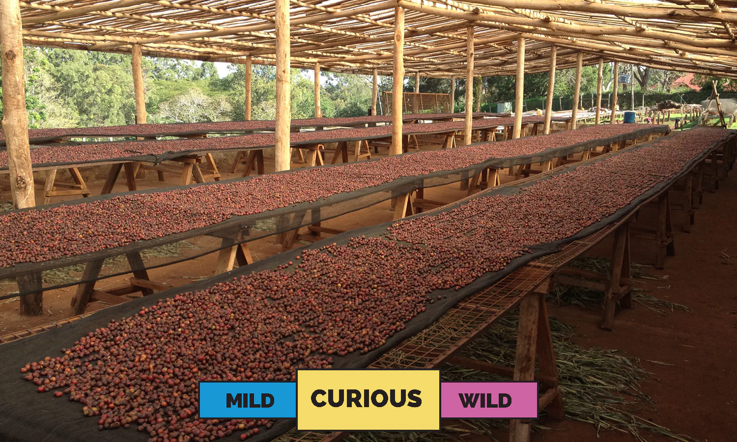 Kenya | Chania Estate AA  | Mixed | Honey | Filter | 200g - Image 3