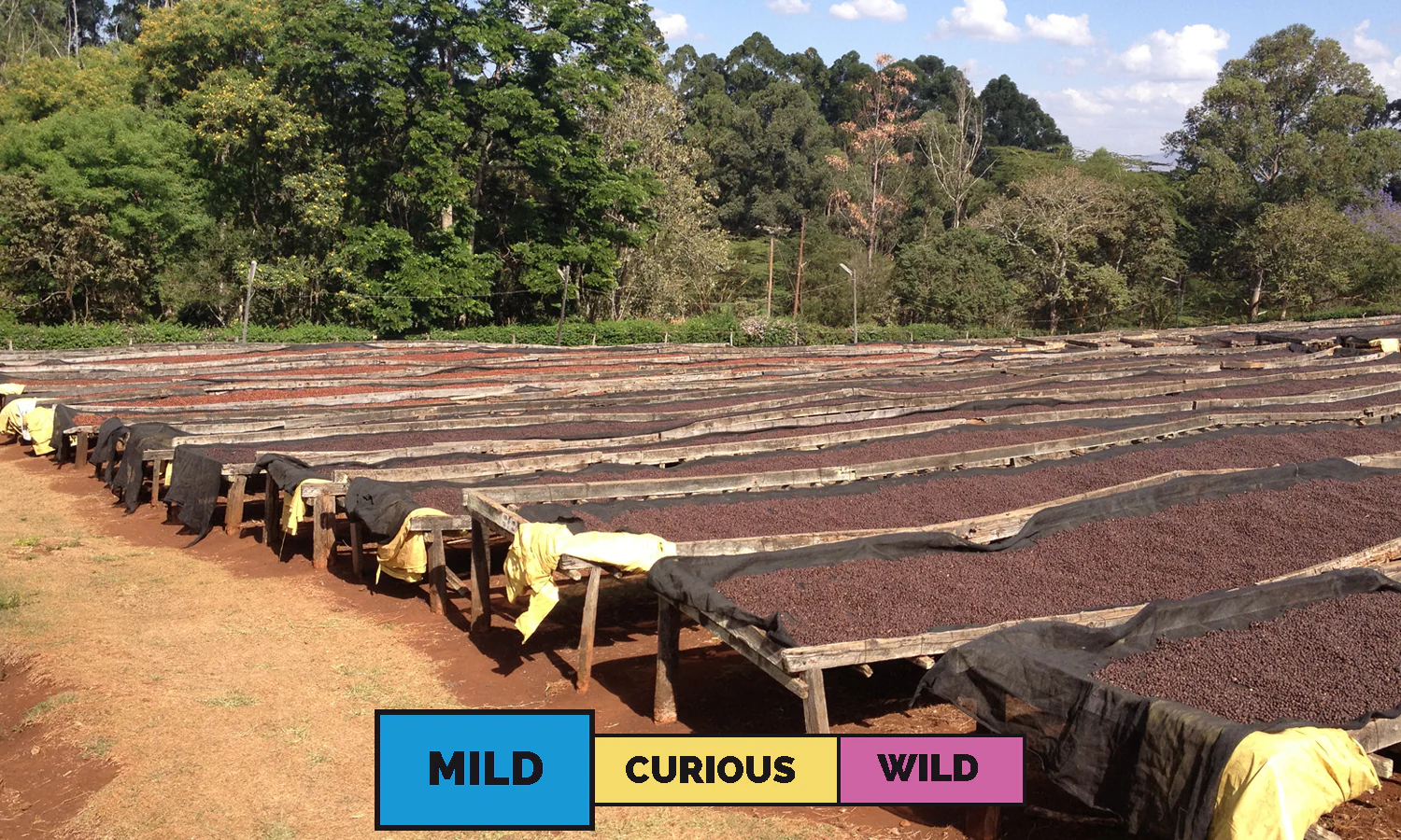 Kenya | Chania Estate C  | Mixed | Washed | Espresso | 250g - Image 3