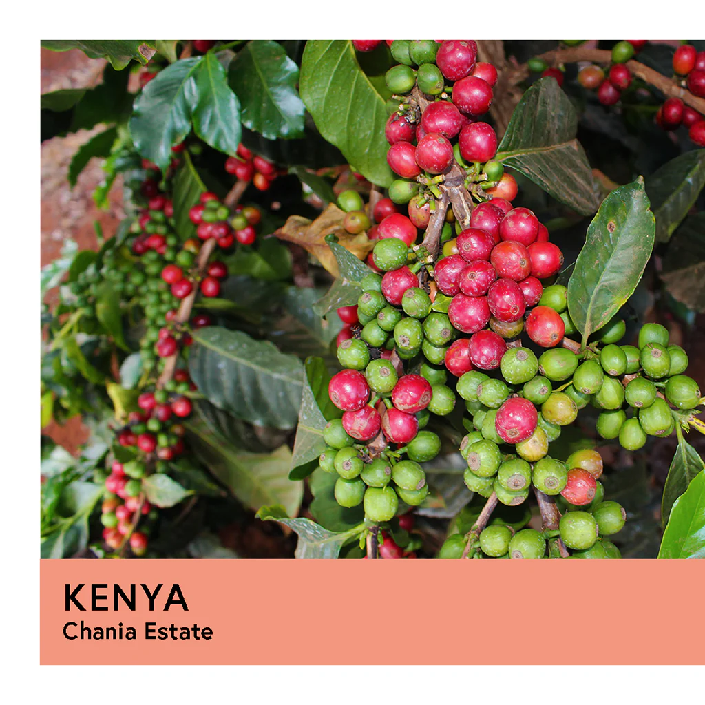 Kenya | Chania Estate | French Mission | Honey | Filter | 200g - Image 2