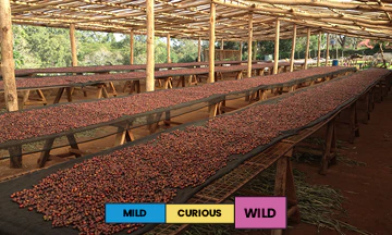 Kenya | Chania Estate | French Mission | Natural | Filter | 250g - Image 2