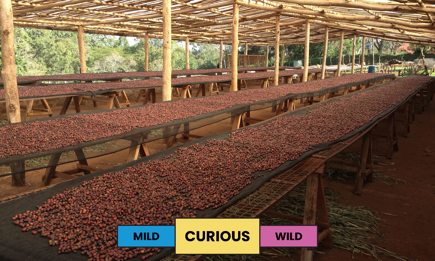 Kenya | Chania Estate | Mixed | Washed | Espresso | 250g - Image 2