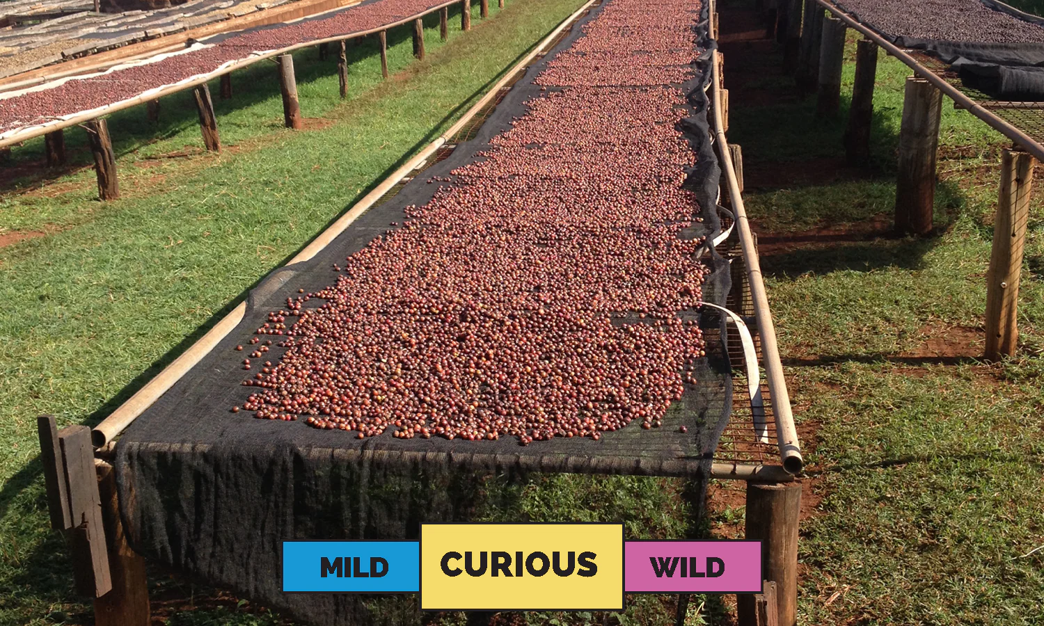 Kenya | Chania Estate PB  | Mixed | Honey | Filter | 200g - Image 3