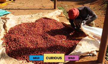 Kenya | Gicherori | Mixed | Washed | Espresso | 250g - Image 2