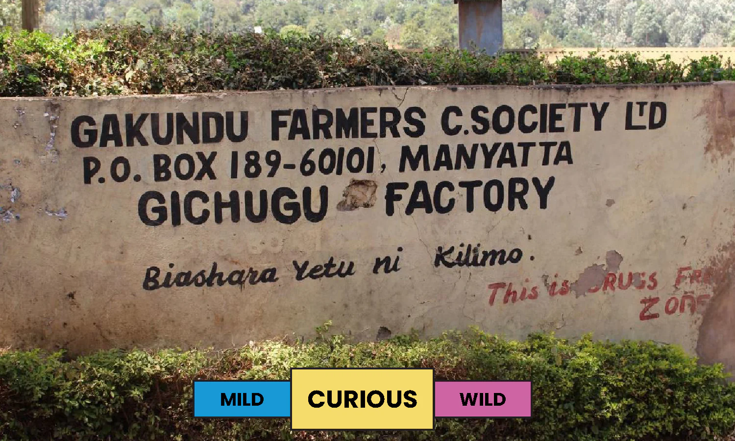 Kenya | Gichugu | Mixed | Washed | Filter | 250g - Image 2