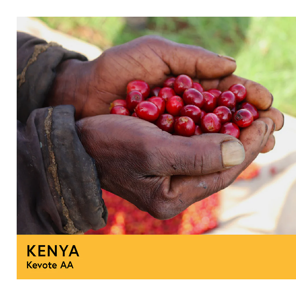 Kenya | Kevote AA | SL28, SL34, Ruiru 11, & Batian | Washed | Filter | 250g - Image 2