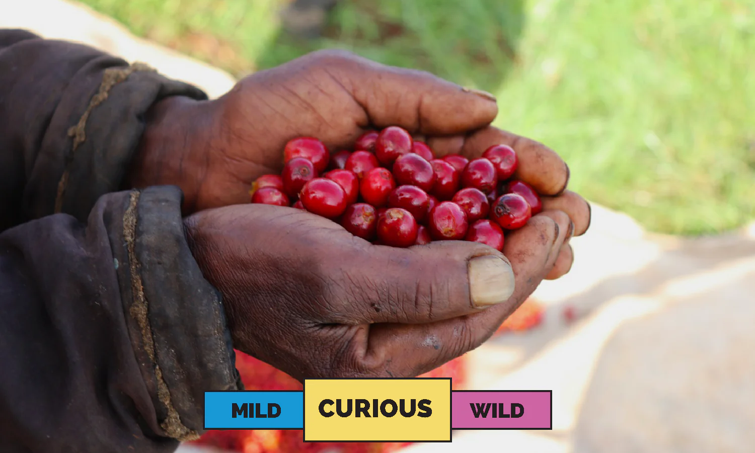 Kenya | Oreti Estate AB  | Mixed | Washed | Espresso | 250g - Image 3