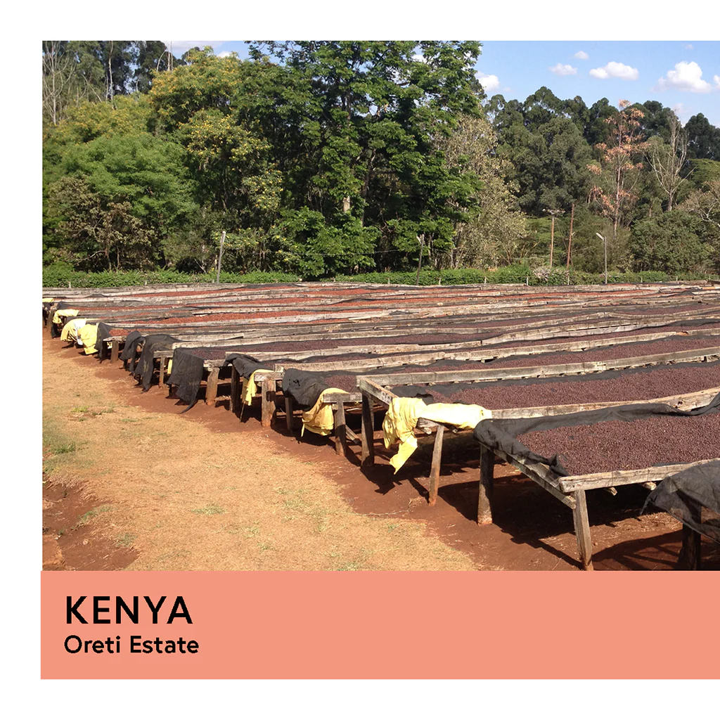 Kenya | Oreti Estate | SL28 & SL14 | Natural | Filter | 200g - Image 2