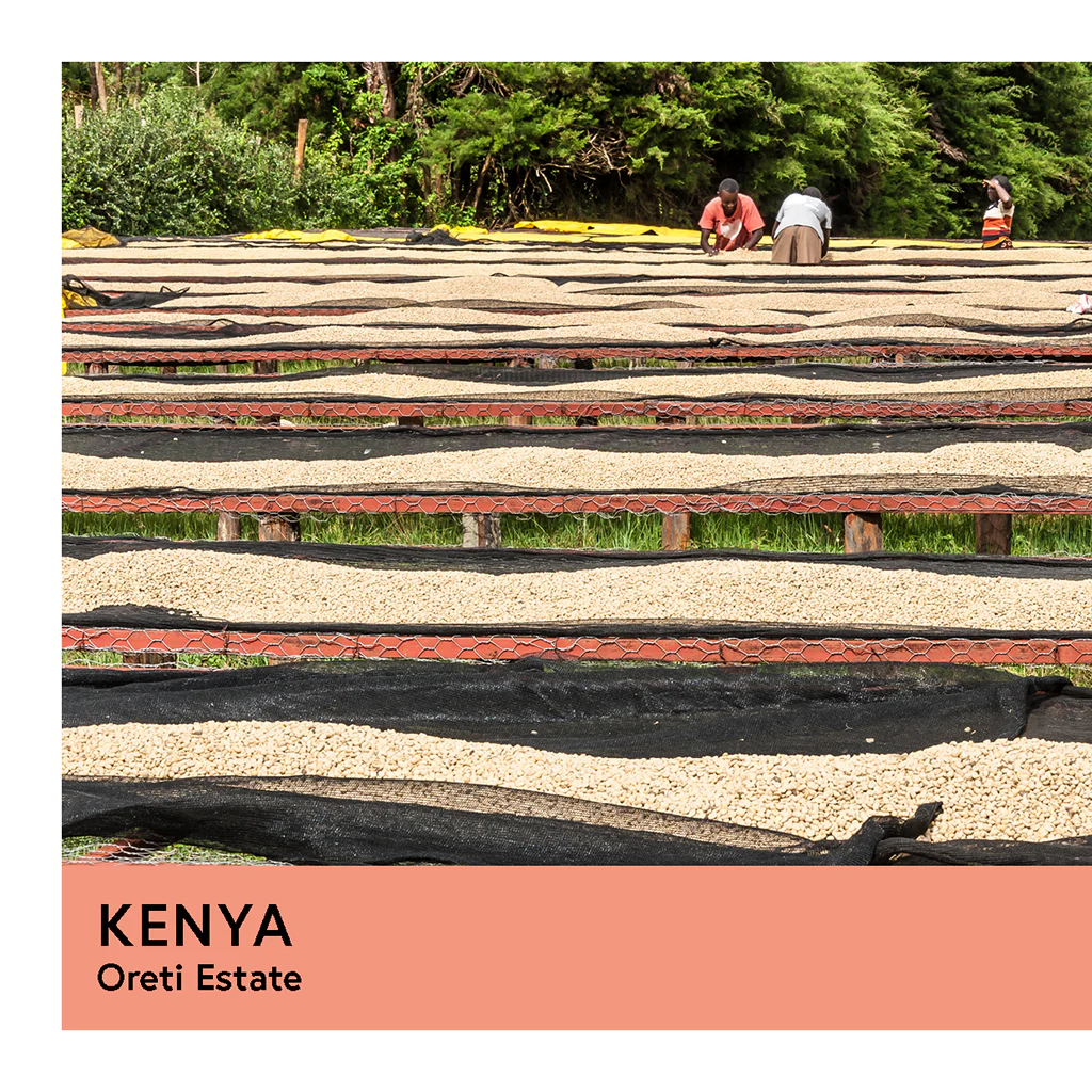 Kenya | Oreti Estate | SL28 & SL14 | Washed | Filter | 200g - Image 2