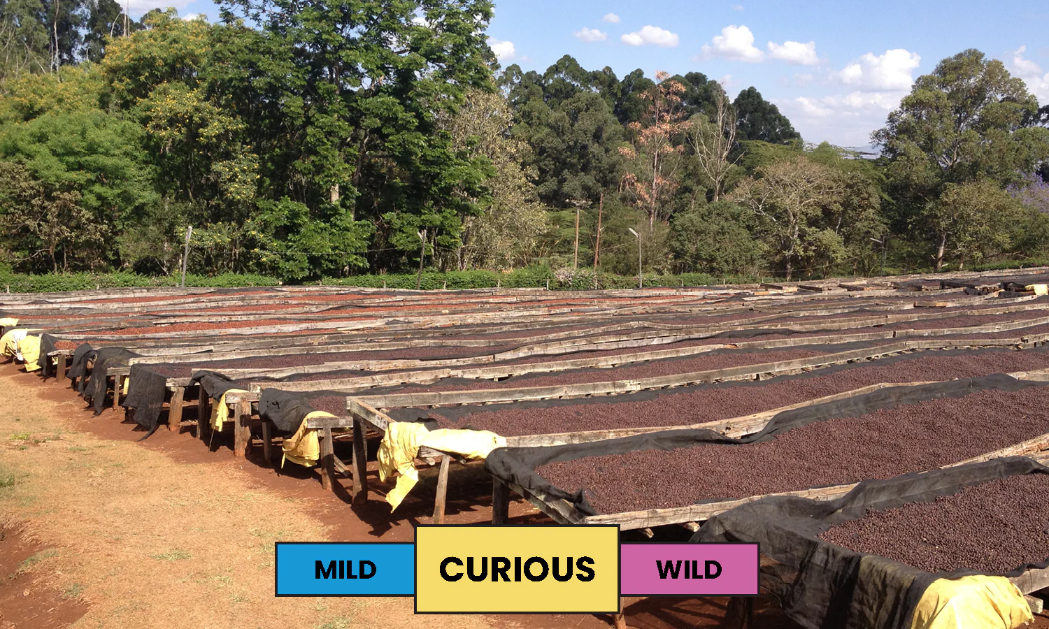Kenya | Oreti Estate | SL14 & SL28 | Honey | Filter | 250g - Image 2
