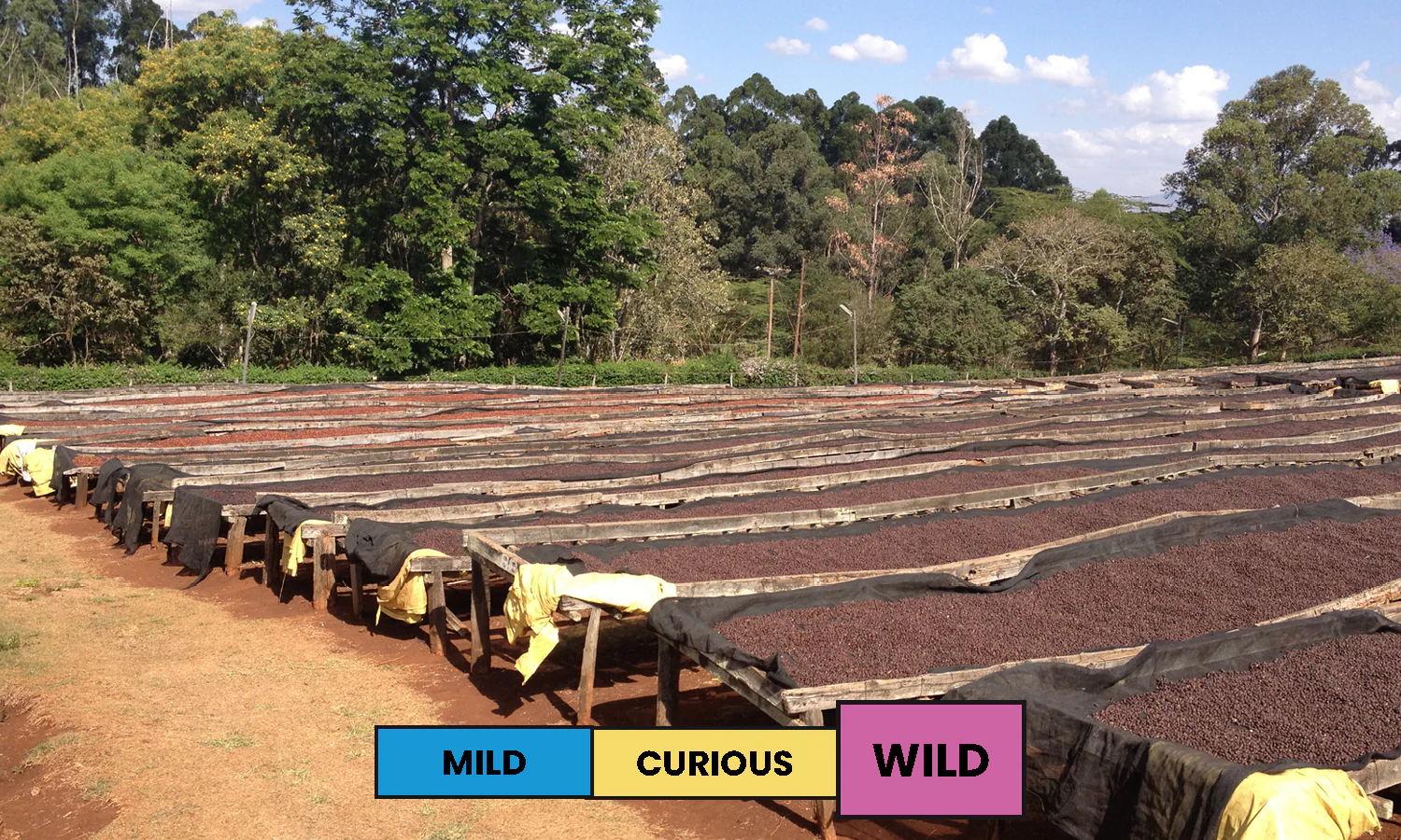 Kenya | Oreti Estate | SL14 & SL28 | Natural | Filter | 200g - Image 2