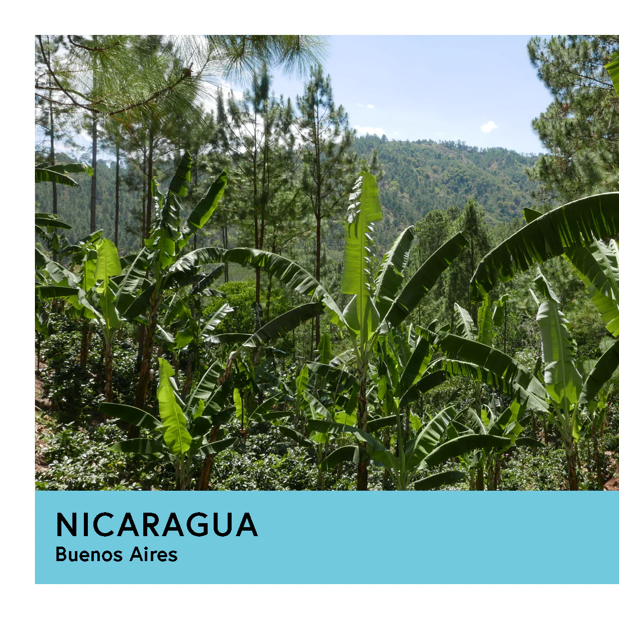 Nicaragua | Buenos Aires | Maracaturra | Anaerobic Natural 48hr | Filter | 250g - Image 2