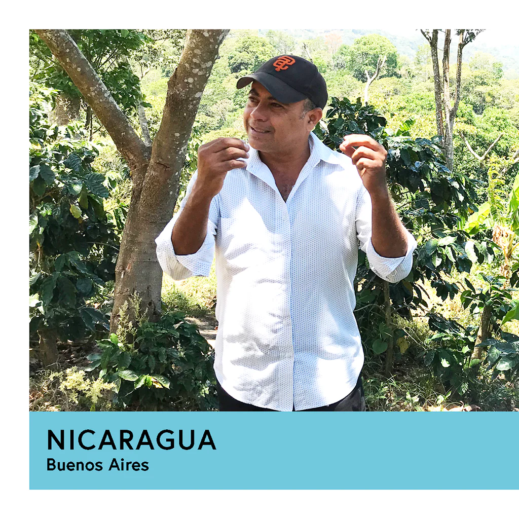 Nicaragua | Buenos Aires | Maragogipe | Anaerobic Natural 60hr | Filter | 200g - Image 2