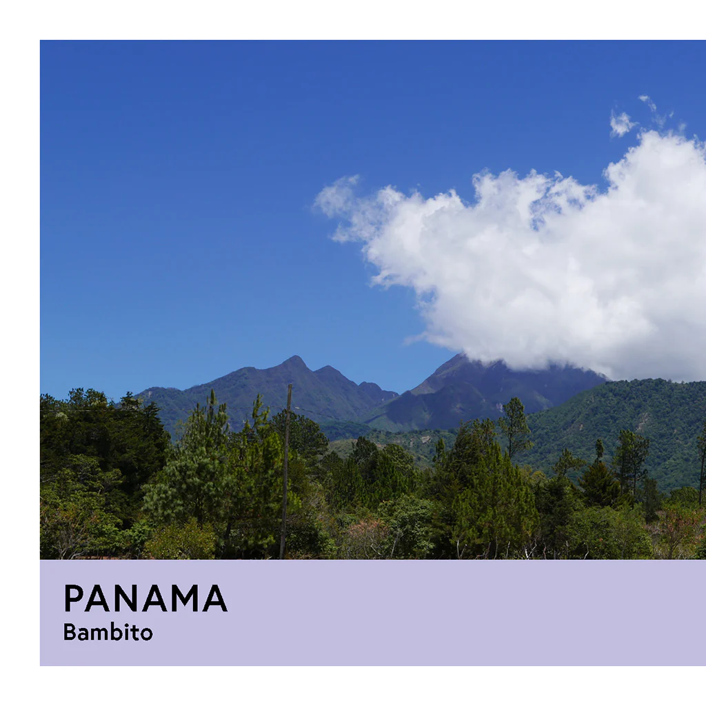Panama | Bambito | Geisha | Washed | Filter | 100g - Image 2