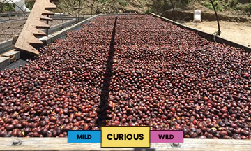 Panama | Finca Hartmann | Caturra | Natural | Filter | 250g - Image 2