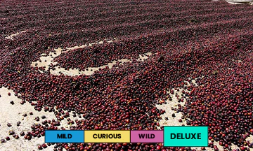 Panama | Hacienda La Esmeralda - Cañas Verdes | Geisha | Natural | Filter | 100g - Image 2