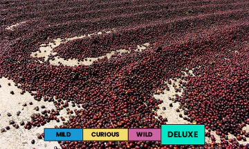 Panama | Hacienda la Esmeralda - Jaramillo - Noria 3 | Geisha | Natural | Filter | 100g - Image 2