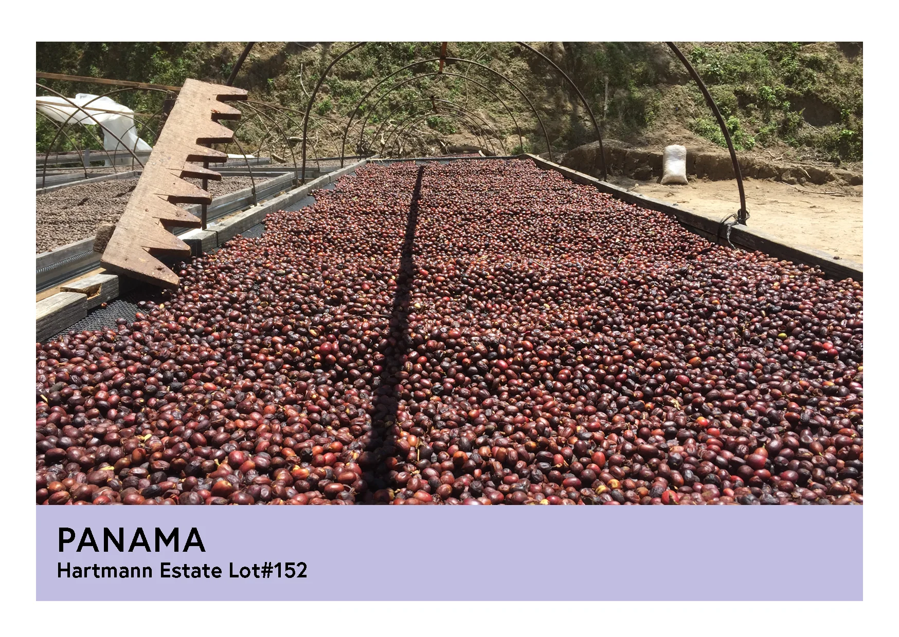 Panama | Hartmann Estates Lot#152  | Caturra & Catuai | Natural | Filter | 250g - Image 3