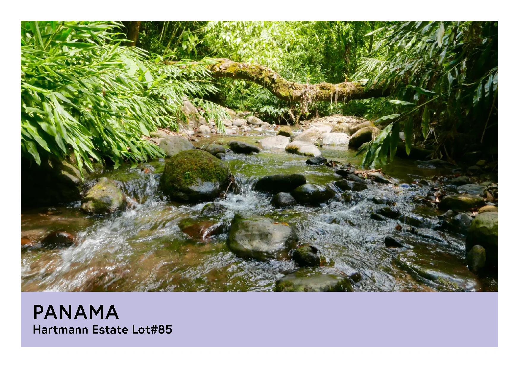 Panama | Hartmann Estates Lot#85  | Maragogipe | Honey | Filter | 200g - Image 3