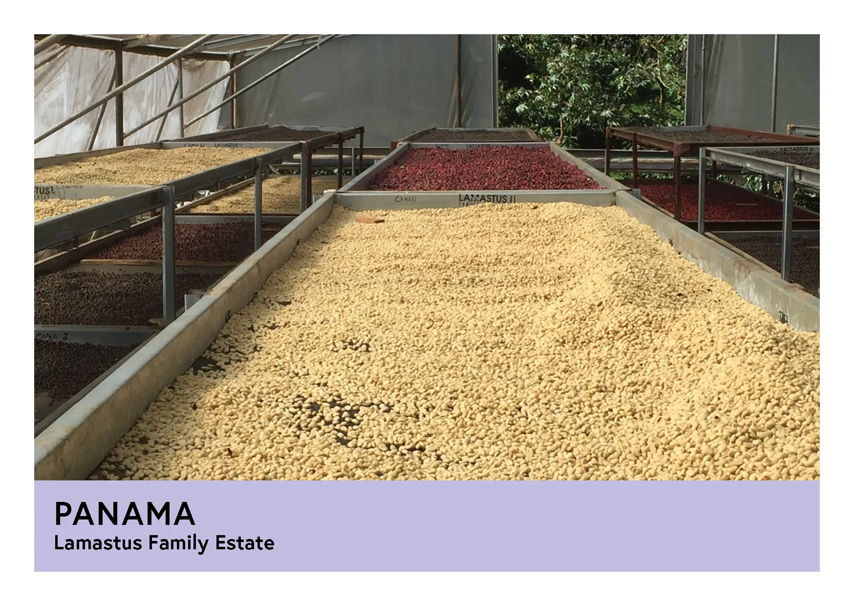 Panama | Lamastus Family Estates  | Catuai | Anaerobic Natural | Filter | 200g - Image 3