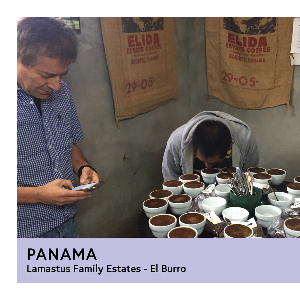 Panama | Lamastus Family Estates - El Burro | Geisha | Anaerobic Natural Slow Dry | Filter | 100g - Image 2