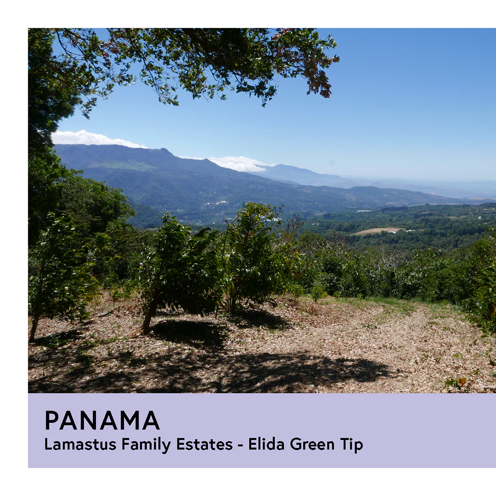 Panama | Lamastus Family Estates - Elida Green Tip | Geisha | Washed | Filter | 100g - Image 2