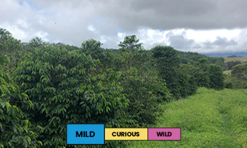 Papua New Guinea | Baroida Estate | Mixed | Anaerobic Washed | Filter | 250g - Image 2