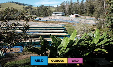 Papua New Guinea | Baroida Estate | Arusha & Typica | Honey | Espresso | 250g - Image 2
