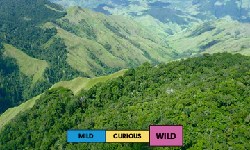 Papua New Guinea | Baroida Estate | Mixed | Natural | Espresso | 250g - Image 2