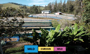 Papua New Guinea | Baroida Estate | Mixed | Washed | Espresso | 250g - Image 2