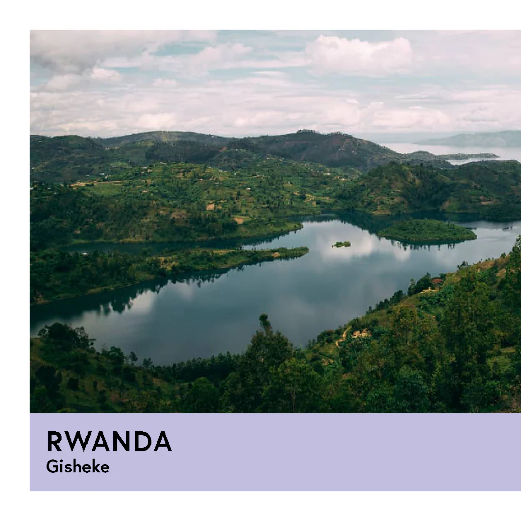 Rwanda | Gisheke | Red Bourbon | Natural | Filter | 250g - Image 2